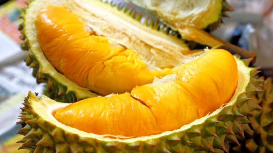 Sadang Geo Festival  & Godaan Durian Kedunggong