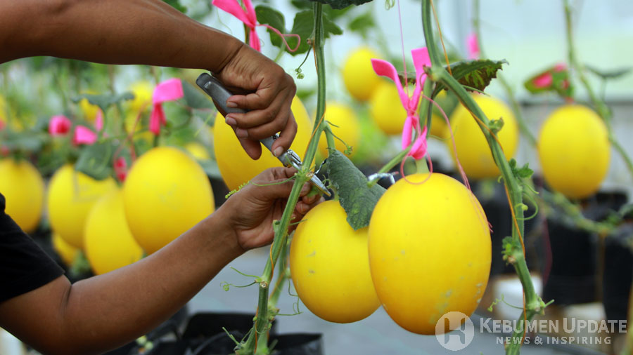 Warna kuning golden melon di Malika Farm Kebumen. (Foto: Padmo-KebumenUpdate)