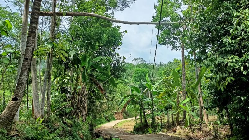 Lagi, Pohon Tumbang Timpa Kabel PLN di Padureso dan Kutowinangun