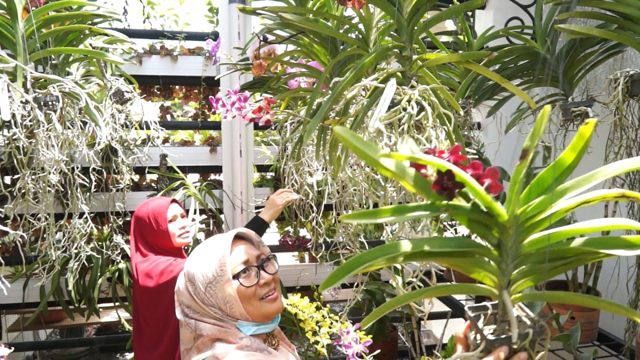 Tanaman Hias