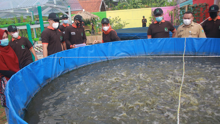 Kebun Sayuran