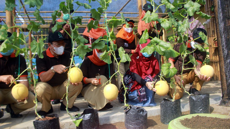 Kebun Kita