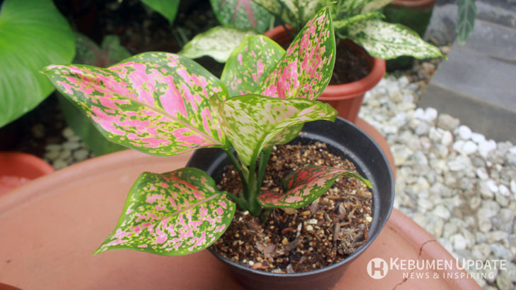 Aglonema Menguning