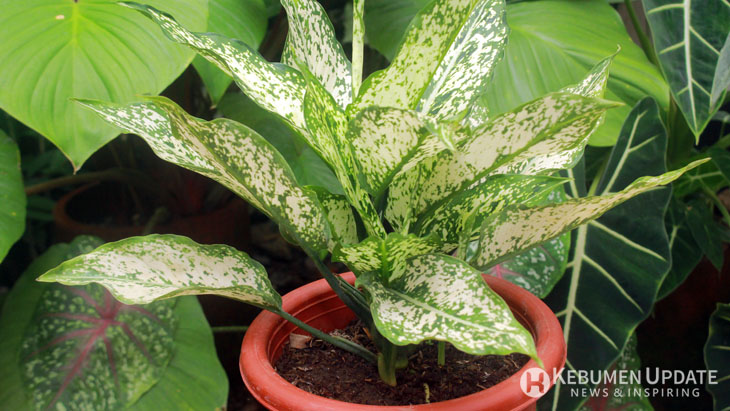 Aglonema Menguning