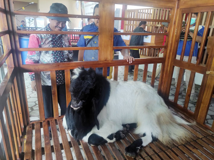 Kambing Kontes