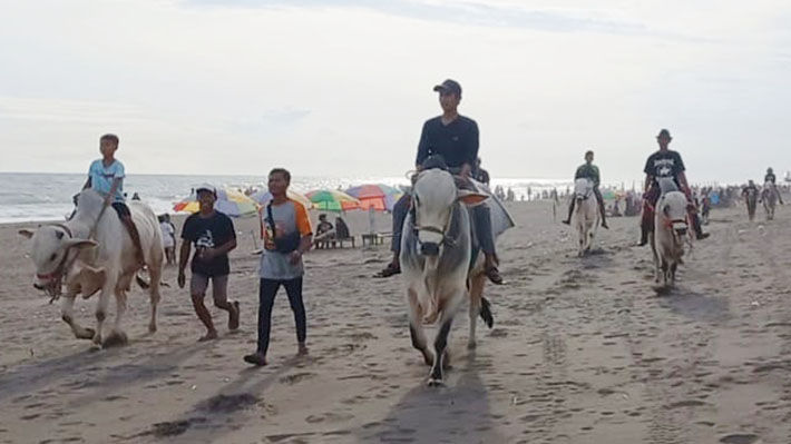 Sapi PO