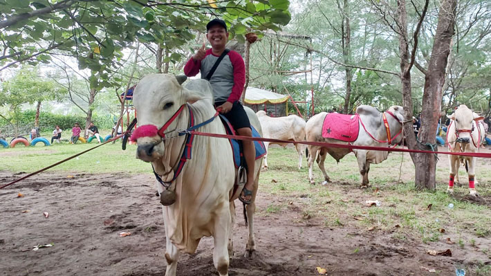 Sapi PO
