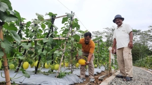 Kebun Melon
