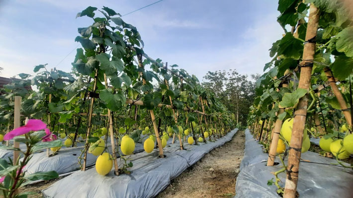 Kebun Melon