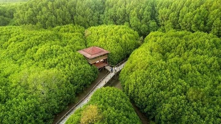 Siap Sambut Wisatawan, Hutan Mangrove Ayah Dibuka Kembali