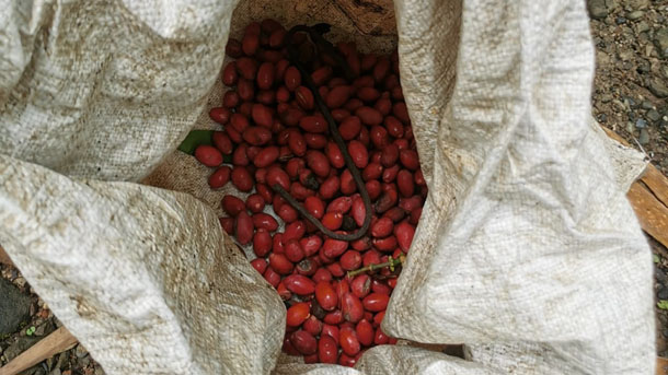 Pemetik Melinjo