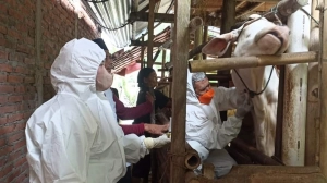 Usai Kasus PMK Pada Hewan Ternak, Kali Ini Muncul Virus LSD