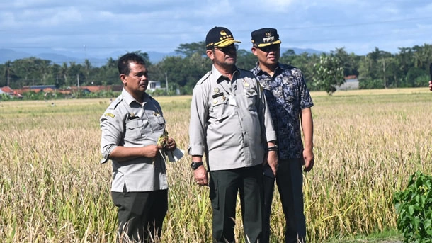 Jokowi Panen Raya
