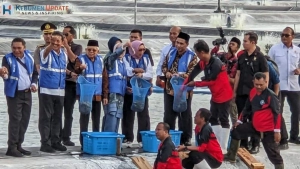 Wapres KH Ma’ruf Amin Panen Udang Vaname di Kebumen, 1 Kilo Isi 40 Ekor