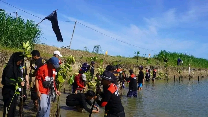 Sibat Jladri Tanam 1000 Pohon Mangrove di Tanggul Sungai Telemoyo