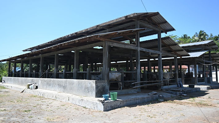 Kampung Sapi PO Kebumen