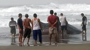 Hiu Tutul Terdampar di Kebumen