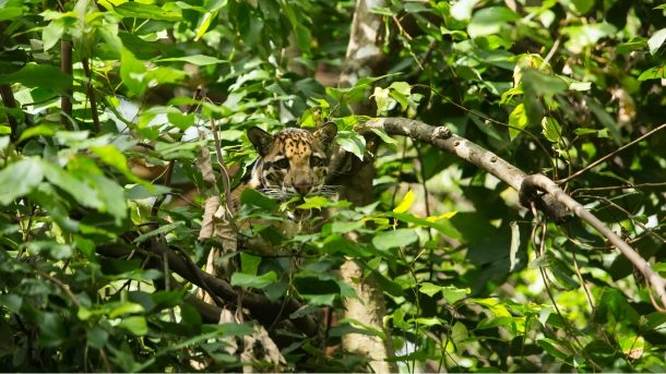Video Macan di Pantai Menganti