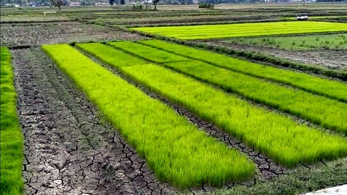 Lahan Pertanian Mengering