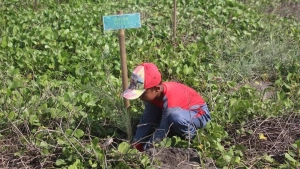 Gelar Karya P5 dengan Penanaman Cemara Laut