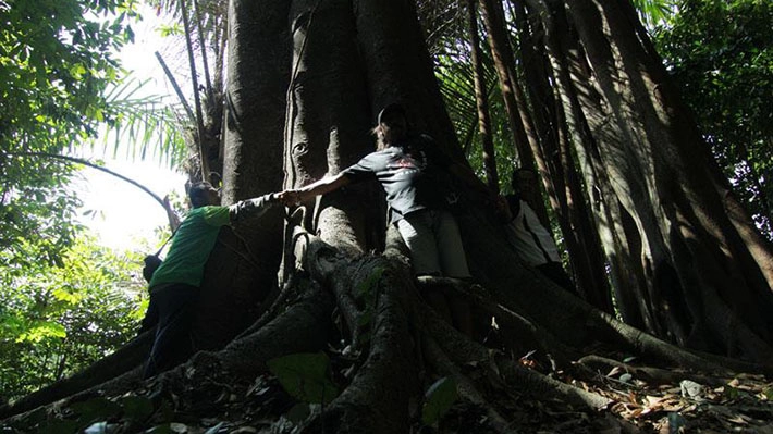 Hutan Bulupitu