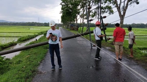 Pohon Tumbang Timpa Jaringan Listrik PLN, Sejumlah Wilayah Padam