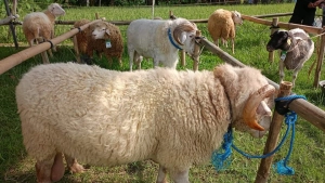 Perebutkan Gelar Raja dan Ratu, 169 Domba Bertarung di Festival Domba Cross dan Lokal