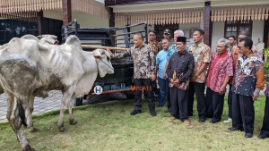 Nglarisi Sapi Lokal, Bupati Beli 8 Ekor Sapi PO untuk Idul Adha