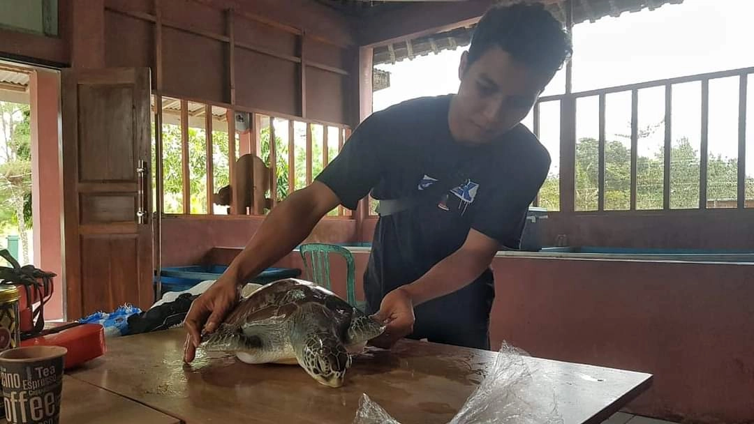 Dua Ekor Penyu Sisik yang Dikarantina Konservasi Penyu Kali Ratu Muntahkan Sampah Plastik