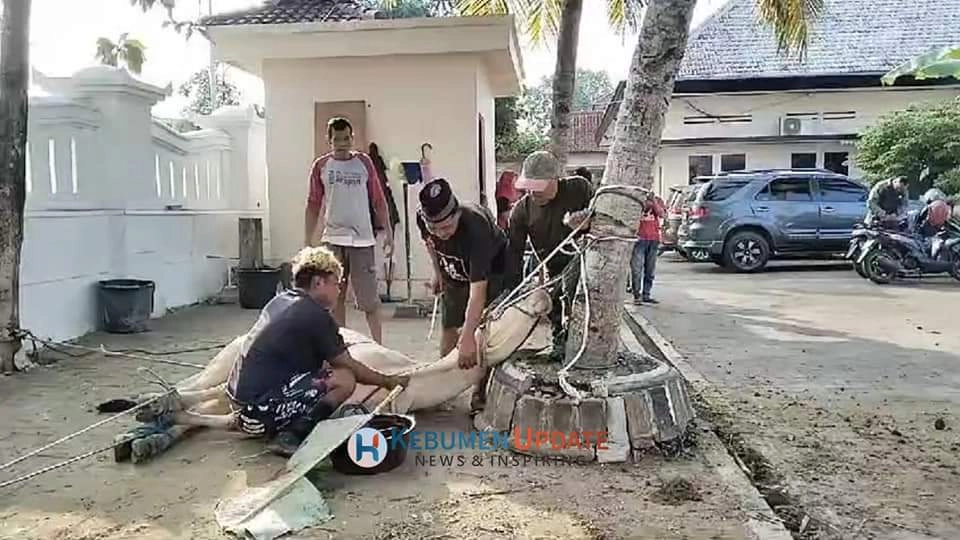 PDI-P Kebumen Potong 3 Ekor Sapi dan 1 Ekor Kambing, Hasilkan 700 Paket Daging Kurban