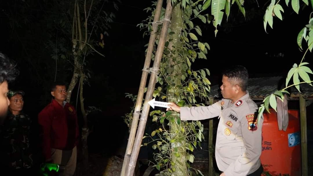 Panjat Pohon Randu, Pencari Pakan Ternak Kesetrum Listrik