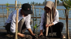 Prospek UPB: 100 Mahasiswa Bersihkan Pantai dan Tanam Bakau di Kaliratu