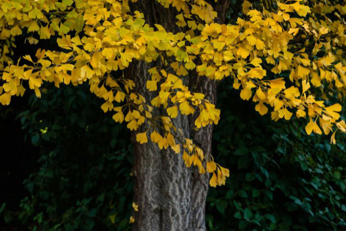 Ginkgo biloba