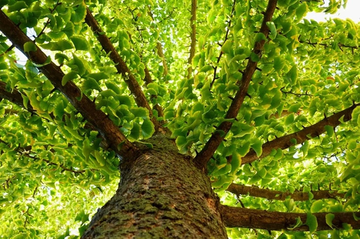 Ginkgo biloba