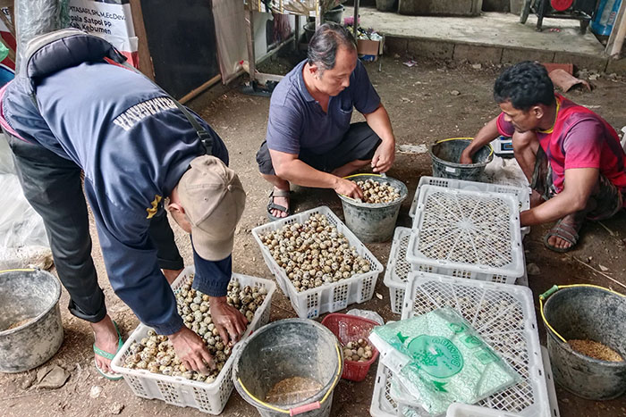Budidaya Burung Puyuh