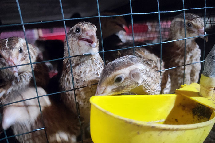 Budidaya Burung Puyuh