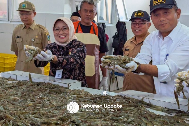Panen Udang Vaname, BUBK Petanahan Sumbang PAD Kebumen Rp402 Juta