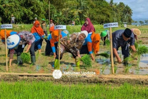 Petani Puring Mulai Tanam Padi MT III, Bupati Salurkan Bantuan Beras Cadangan Pangan