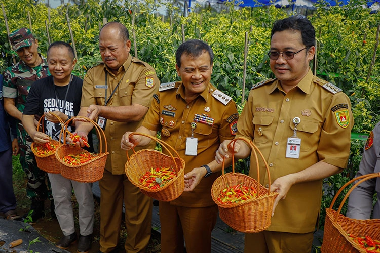 Harga Cabai