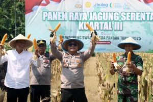 Panen Jagung