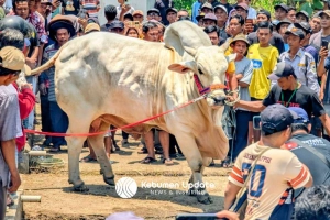 Bobot Hampir 1 Ton, Slamet Jawara Kelas Ekstrem Kontes Sapi PO Piala Bupati Kebumen 2025