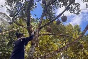 Durian Kedunggong