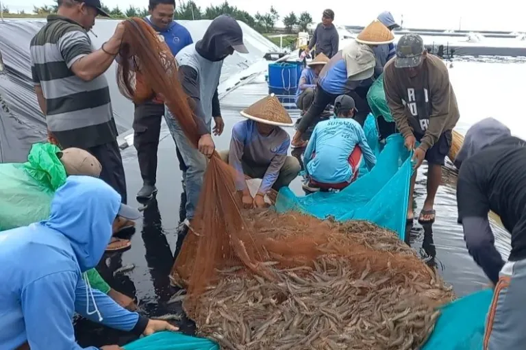 BUBK Kebumen Capai Panen Parsial 46 Ton