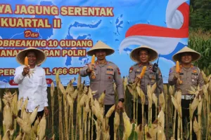 Polres Kebumen Sukses Gelar Panen Raya Jagung Kuartal II