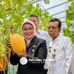 Mengintip Si Maksi Hydro Farm, Kebun Melon Premium di Desa Sidayu Gombong