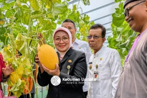 Mengintip Si Maksi Hydro Farm, Kebun Melon Premium di Desa Sidayu Gombong