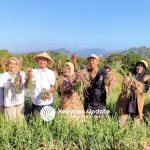 Panen Raya Bawang Merah di Desa Tlogowulung Alian: Ubah Lahan Pegunungan jadi Lebih Produktif