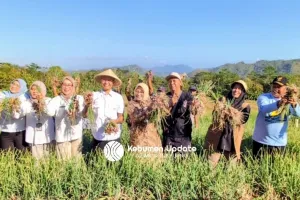 Panen Raya Bawang Merah di Desa Tlogowulung Alian: Ubah Lahan Pegunungan jadi Lebih Produktif