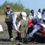 Mitigasi Bencana Pesisir, Relawan PMI Kebumen Tanam 600 Bibit Mangrove di Pantai Kaliratu