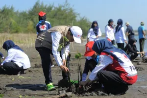 Mitigasi Bencana Pesisir, Relawan PMI Kebumen Tanam 600 Bibit Mangrove di Pantai Kaliratu